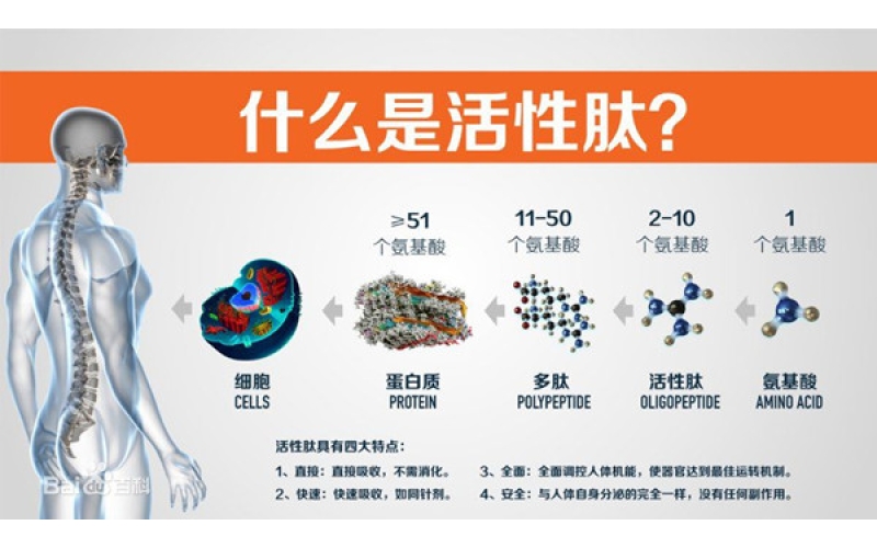 肽，對身體的十大益處